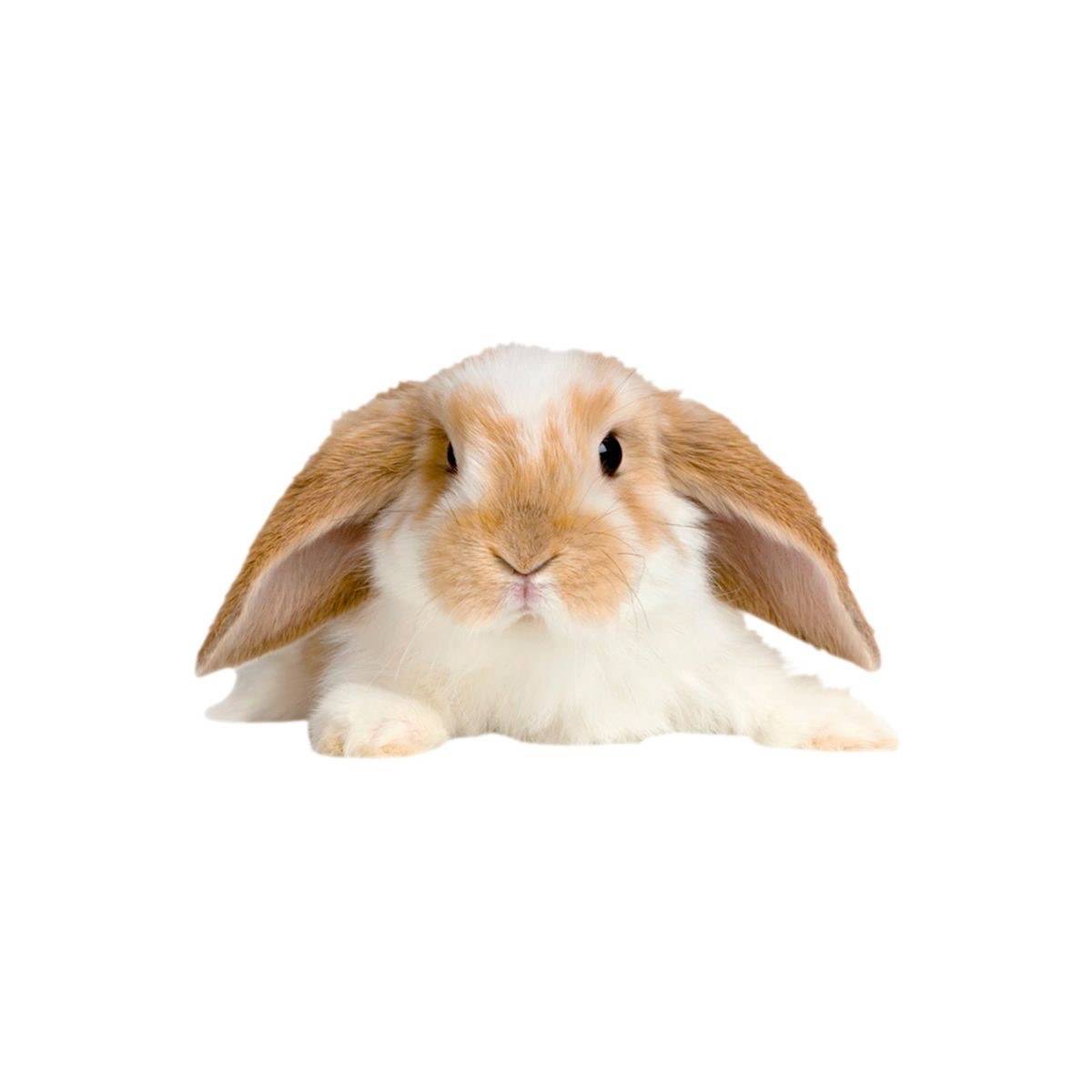 shopAvatar