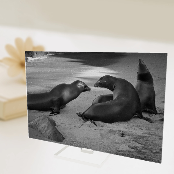 Seal Black and White Full Bleed Acrylic Standees