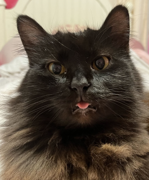 silly2cats