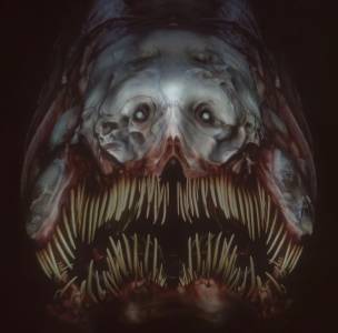 doggyulcer