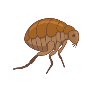 Rotflea