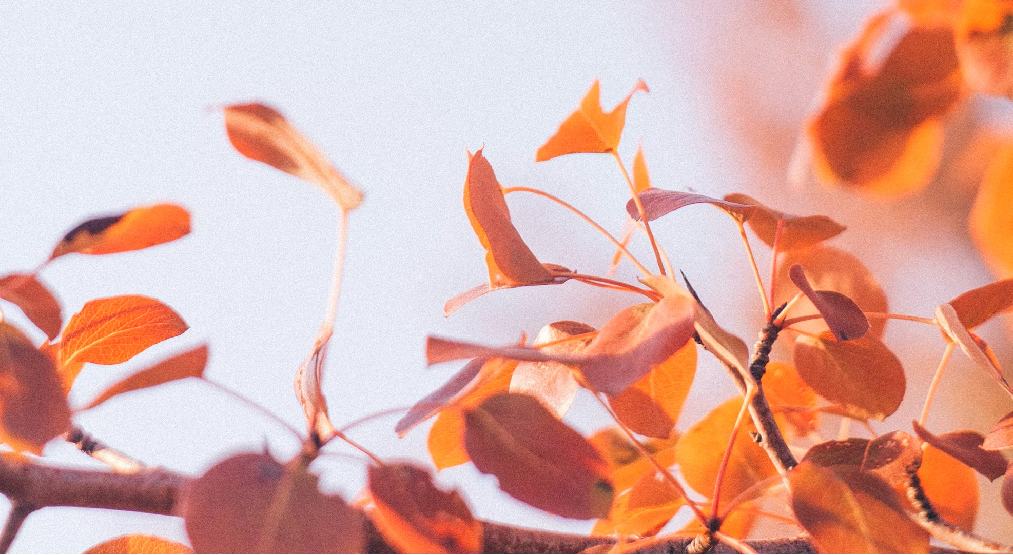 kewaizii-Hi ! Welcome to my store 🦦