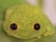 rubberfroggy2009