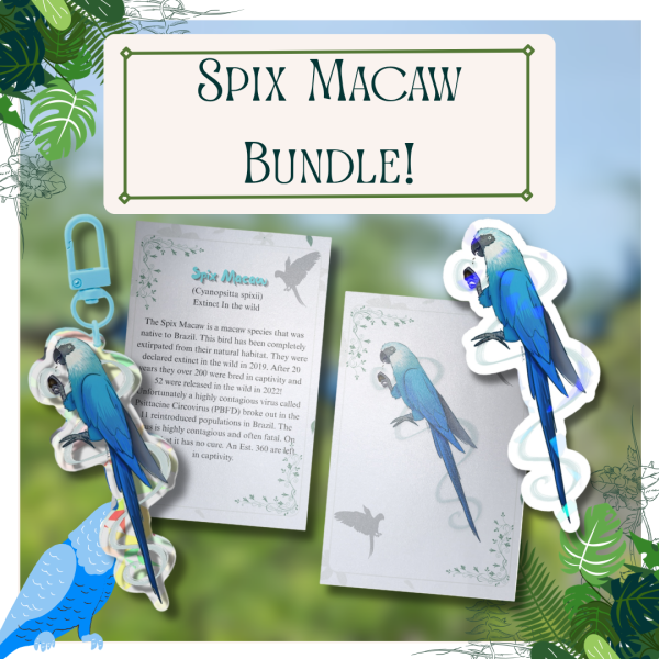 Spix Macaw Bundle