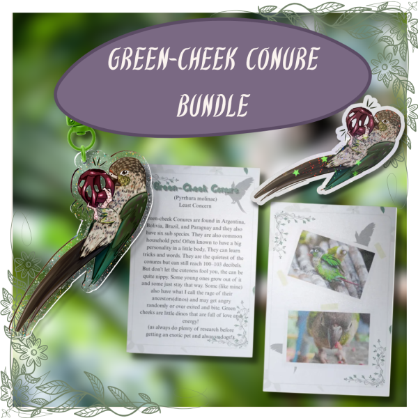 Green-Cheek Conure Bundle