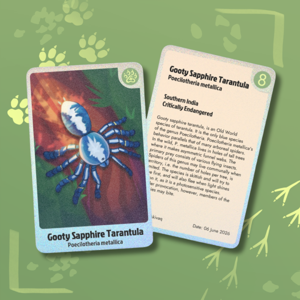 Gooty Sapphire Tarantula - Photocard