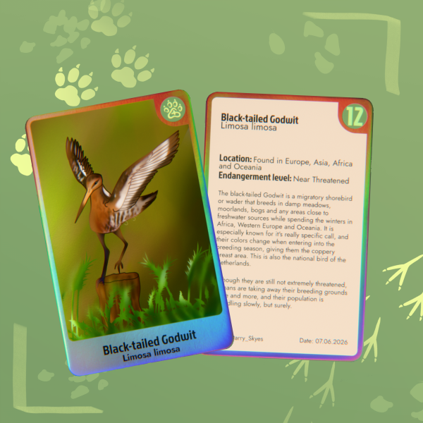 Black-tailed Godwit Holographic Photocard | Endangered Animals Collab