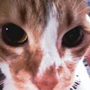 Orange Nek0